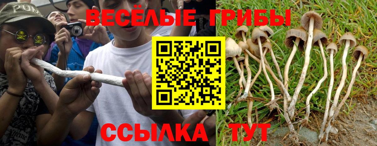 Краснокаменск  Псилоцибиновые грибы Psilocybe  Вход с VPN 